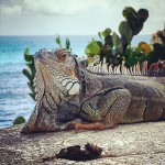 Sint Maarten - Iguana